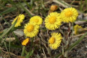 coltsfoot, flowers, plant