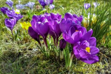 crocus, flowers, spring