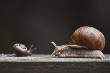 snail, mollusk, shell