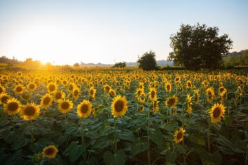 sunflowers, field, sunset