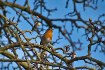 bird, robin, tree