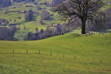 hill, lone tree, green field
