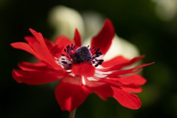 anemone, flower, red flower