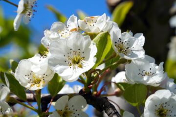 apple tree, flower, branch