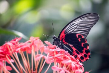 scarlet mormon butterfly, insect, flowers