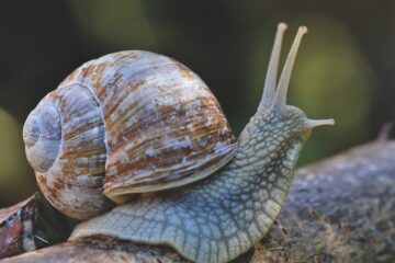 snail, shell, mollusk-6315279.jpg