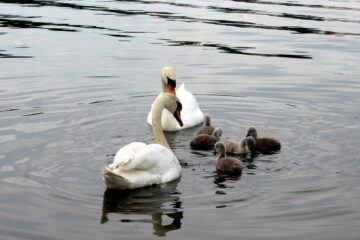 swans, cygnets, family-6315767.jpg