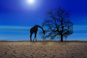 climate change, giraffe, tree-6365585.jpg