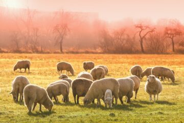 sheeps, lambs, flock-3437467.jpg