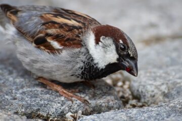 sparrow, bird, animal-5390248.jpg