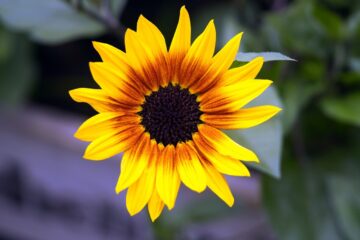 sunflower, flower, yellow flower-6384396.jpg