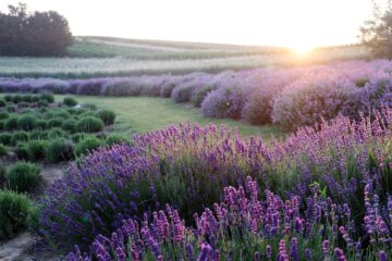 lavender, flowers, field-6398415.jpg