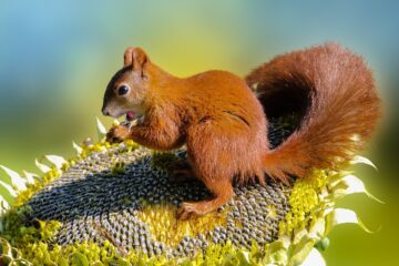 squirrel, rodent, sunflower-6585864.jpg