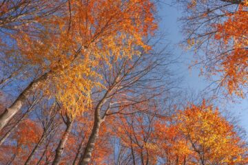 trees, nature, autumn-6797821.jpg