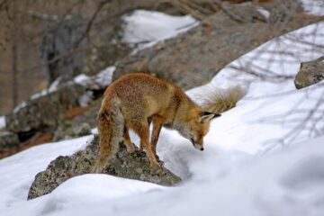 red fox, mammal, predator-6853907.jpg