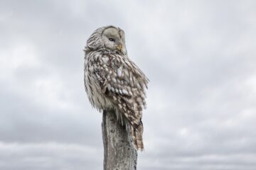 bird, owl, ornithology-6852282.jpg