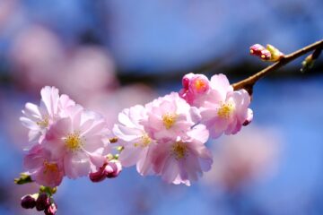 cherry blossoms, pink flowers, sakura-7096607.jpg