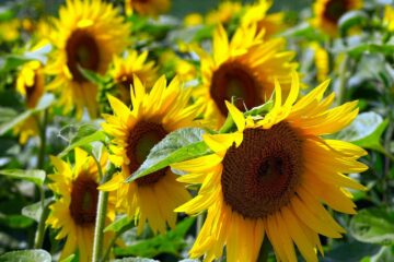 sunflowers, flowers, yellow petals-7316998.jpg
