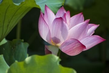 lotus, flower, lotus flower-7357325.jpg