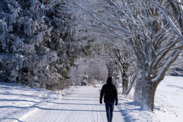 snow, trees, winter magic-7659071.jpg