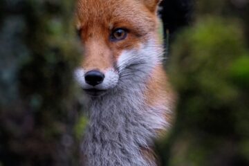 fox, canine, red fox-7808911.jpg